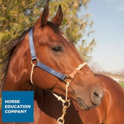 Classic Nylon Hybrid Halter